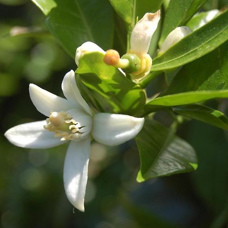 הוילה אגנונה באגני Il Giardino Del Sole מראה חיצוני תמונה