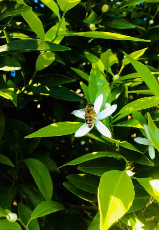 הוילה אגנונה באגני Il Giardino Del Sole מראה חיצוני תמונה