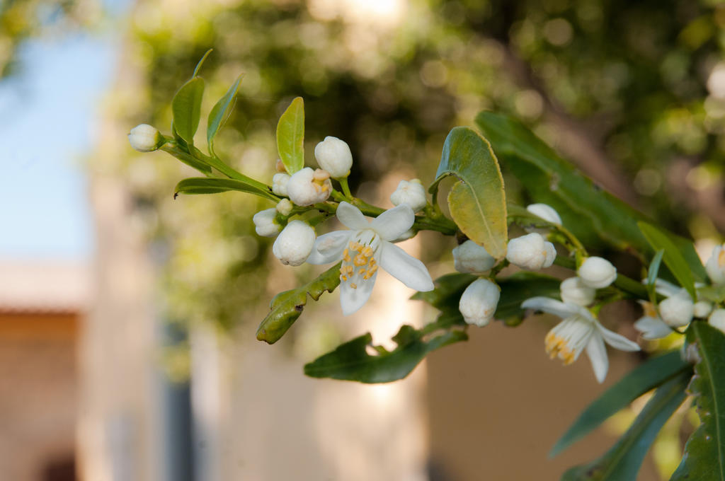 הוילה אגנונה באגני Il Giardino Del Sole מראה חיצוני תמונה